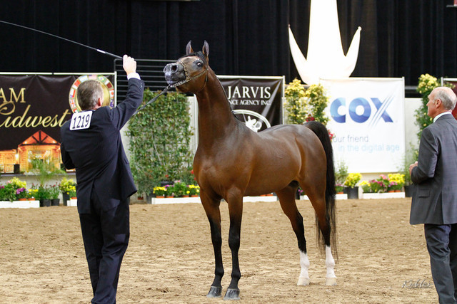 2011 Arabian Breeders World Cup | Kidder