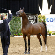 2011 Arabian Breeders World Cup | Kidder