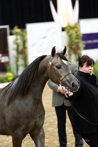 2011 Arabian Breeders World Cup | Kidder