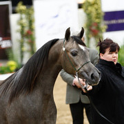 2011 Arabian Breeders World Cup | Kidder