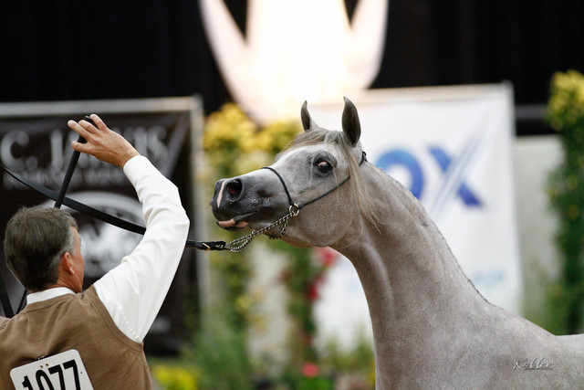2011 Arabian Breeders World Cup | Kidder