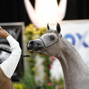 2011 Arabian Breeders World Cup | Kidder