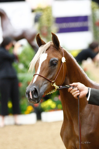 2011 Arabian Breeders World Cup | Kidder