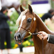 2011 Arabian Breeders World Cup | Kidder
