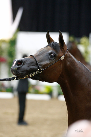 2011 Arabian Breeders World Cup | Kidder