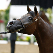 2011 Arabian Breeders World Cup | Kidder