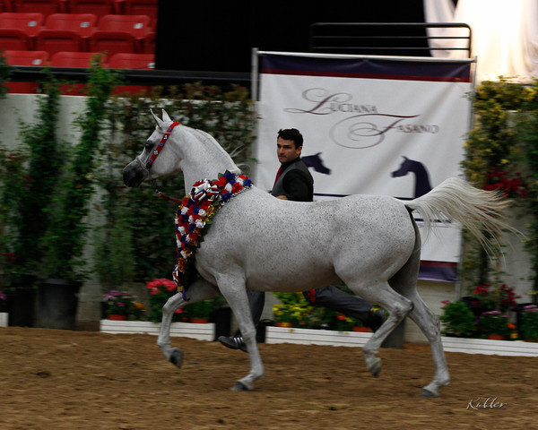 2011 Arabian Breeders World Cup | Kidder