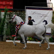 2011 Arabian Breeders World Cup | Kidder