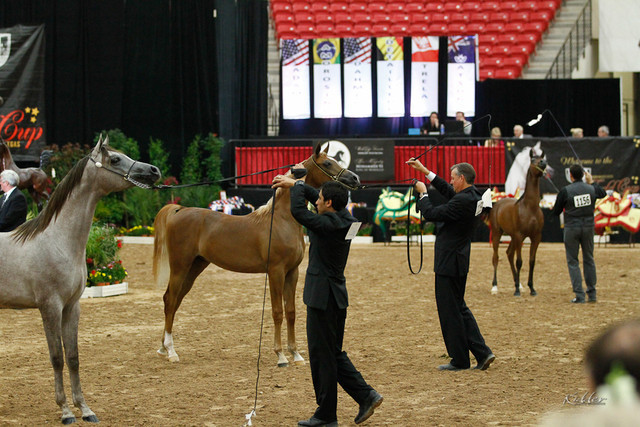 2011 Arabian Breeders World Cup | Kidder