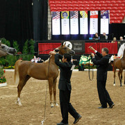 2011 Arabian Breeders World Cup | Kidder