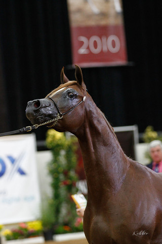 2011 Arabian Breeders World Cup | Kidder