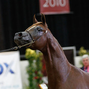 2011 Arabian Breeders World Cup | Kidder