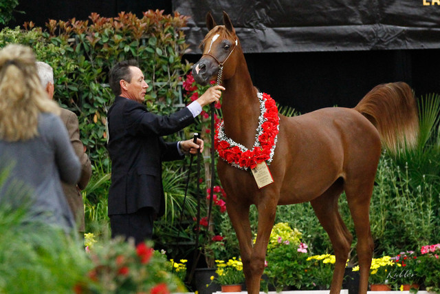 2011 Arabian Breeders World Cup | Kidder