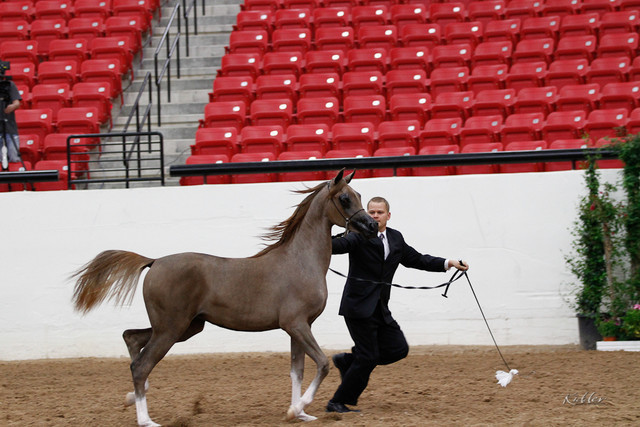 2011 Arabian Breeders World Cup | Kidder