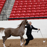 2011 Arabian Breeders World Cup | Kidder