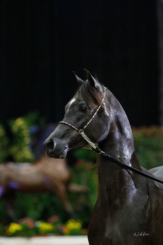 2011 Arabian Breeders World Cup | Kidder