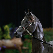 2011 Arabian Breeders World Cup | Kidder