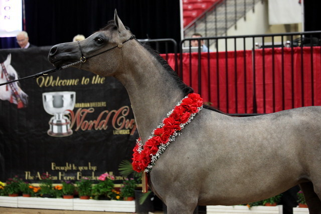 2011 Breeders World Cup | Day 2