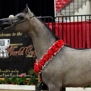 2011 Breeders World Cup | Day 2
