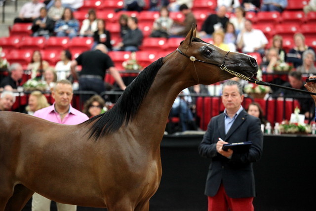 2011 Breeders World Cup | Day 2