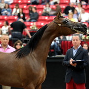 2011 Breeders World Cup | Day 2