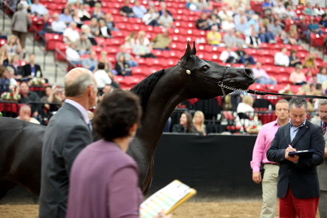 2011 Breeders World Cup | Day 2