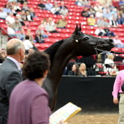 2011 Breeders World Cup | Day 2