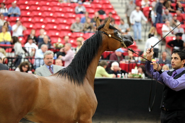 2011 Breeders World Cup | Day 2