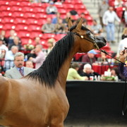 2011 Breeders World Cup | Day 2