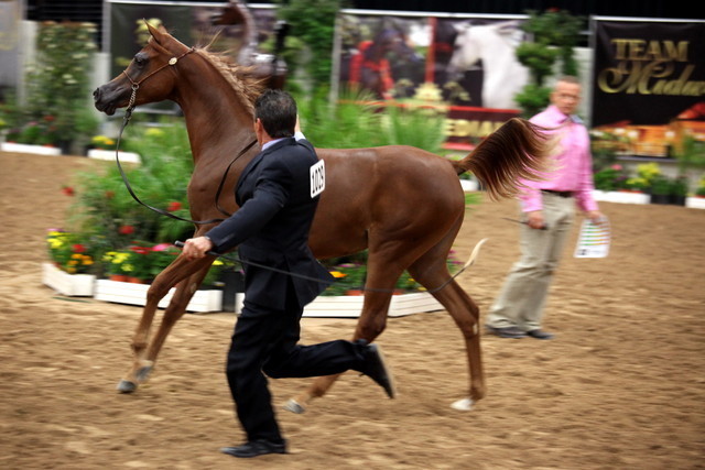 2011 Breeders World Cup | Day 2