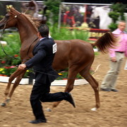 2011 Breeders World Cup | Day 2