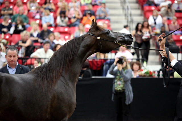 2011 Breeders World Cup | Day 2
