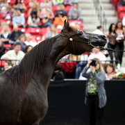 2011 Breeders World Cup | Day 2