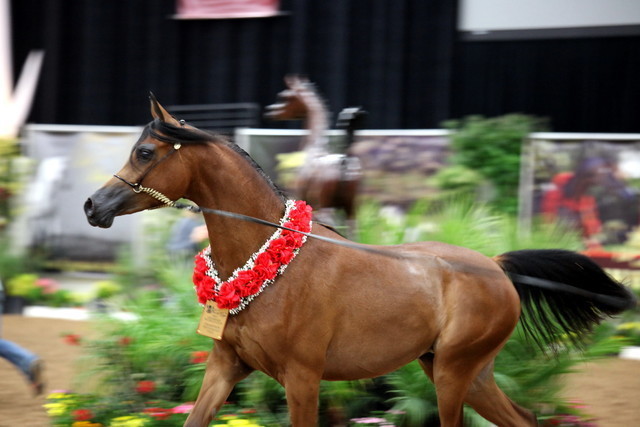 2011 Breeders World Cup | Day 2