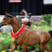 2011 Breeders World Cup | Day 2