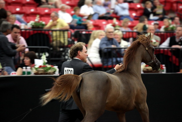 2011 Breeders World Cup | Day 2