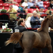2011 Breeders World Cup | Day 2