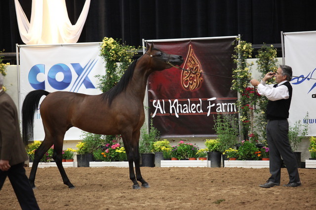 2011 Breeders World Cup | Day 2