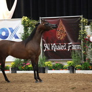 2011 Breeders World Cup | Day 2