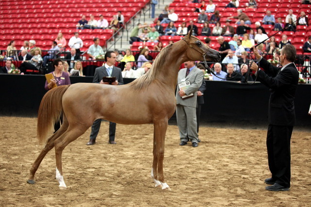 2011 Breeders World Cup | Day 2