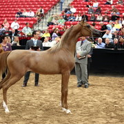 2011 Breeders World Cup | Day 2