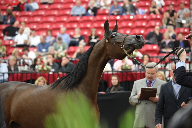 2011 Breeders World Cup | Day 2