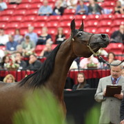 2011 Breeders World Cup | Day 2