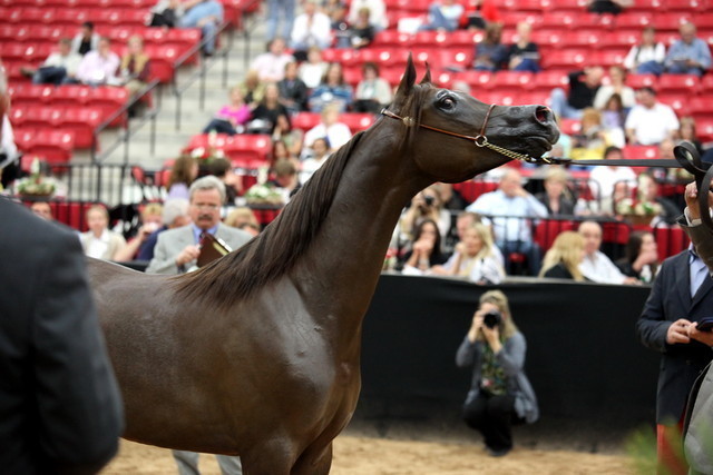 2011 Breeders World Cup | Day 2