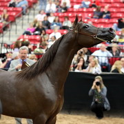 2011 Breeders World Cup | Day 2