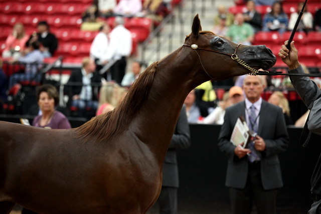 2011 Breeders World Cup | Day 2
