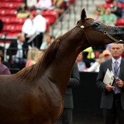 2011 Breeders World Cup | Day 2