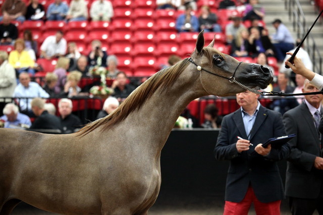 2011 Breeders World Cup | Day 2