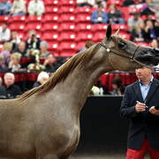 2011 Breeders World Cup | Day 2