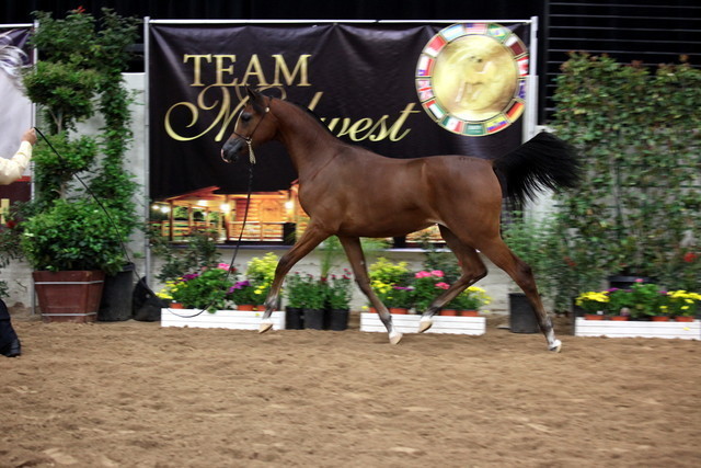2011 Breeders World Cup | Day 2